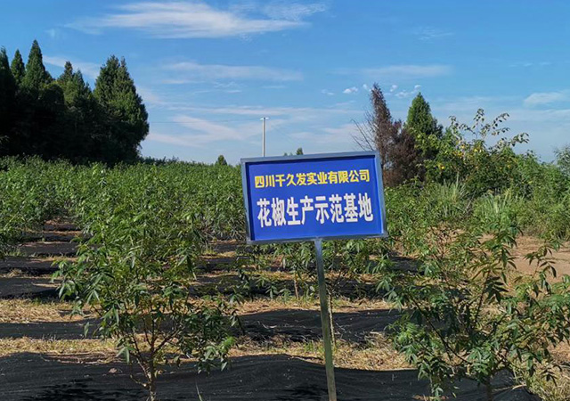 花椒視角展示
