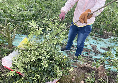 花椒采摘季 | 千久發種植基地實現量產